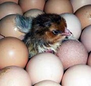 Инкубационное яйцо Бройлера Краснодар