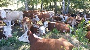 Компания реализует КРС по всей России и СНГ доставка из г.Москва