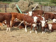 Бычки на откорм в Татарстане Набережные Челны