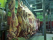 Говядина оптом от производителя ГОСТ 799-55 Казань