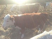 Телочки Казахские Белоголовые доставка из г.Оренбург