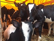 Телята черно-пестрые Уфа