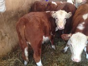 Бычки герефорды Верхнеуральск