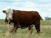 Крупный рогатый скот породы «Герефорд» Копейск