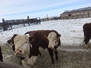 Бычки мясных пород Магнитогорск