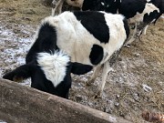 Телки Черно-пестрые доставка из г.Омск