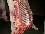 Куплю Конину не дорого на СПб. Санкт-Петербург