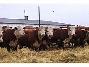 Куплю живок КРС Новосибирск