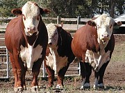 Закупаем КРС живым весом Москва