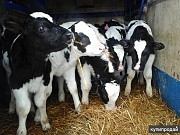Закупаем молодняк мясных пород КРС Казань