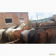 Закупаем лошадей оптом на убой Челябинск