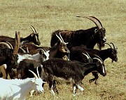 Закупаю коз и козлов на убой Белгород