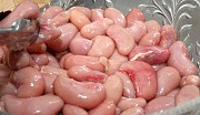 Куплю семенники индейки Москва