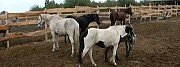 Куплю лошадей, санбрак Чебоксары