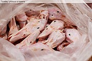 Купим утиные головы Екатеринбург