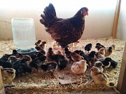 Предлагаем суточных цыплят породных кур Новосибирск