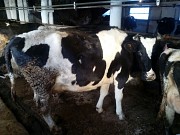 Нетели Черно-пестрые голштинизированные доставка из г.Ханты-Мансийск