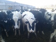 Бычки Черно-пестрые на откорм доставка из г.Курган