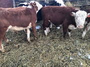 Герефорды на доращивание Магнитогорск