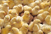 Предлагаем Суточных цыплят Александровка