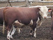 Продам: КРС живым весом Знаменск