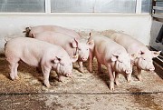 Куплю: свиней сальных живым весом Псков