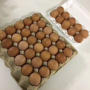 Купим оптом куриное яйцо Санкт-Петербург