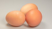Куплю: яйцо куриное Старый Оскол