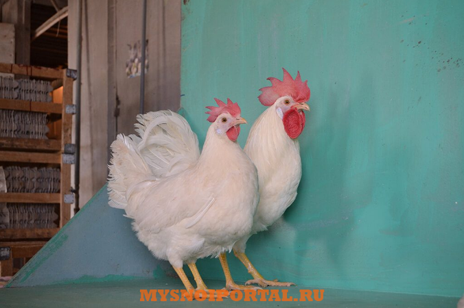 леггорн мраморный. хайсекс уайт. порода хайсекс уайт. куры хайсекс уайт. петух породы хайсекс.